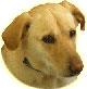 Watchdog