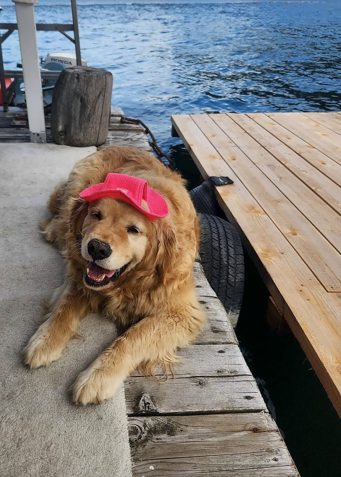 Dexter, a golden retriever wearing a pink visor, lying on the dock with a big grin.