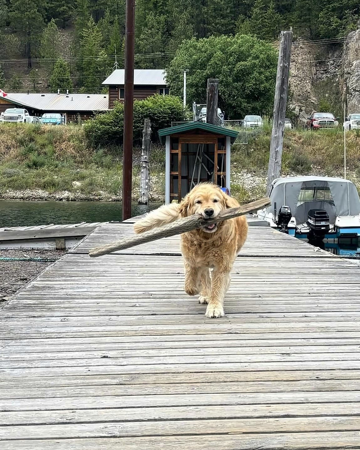 Dexter, a golden retriever, coming up the dock toward you with a long stick in his mouth.